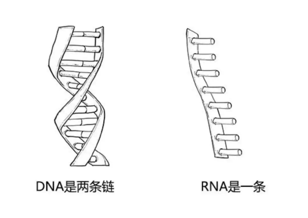 预防新型冠状病毒肺炎